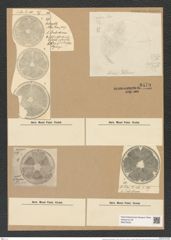 Actinoptychus simbirskianus A. Schm. (de-Toni-Nr.: Genus 227, Species 5583) Zeichnungen Sammlung Grunow Nr. 9479 (NHMW-BOT-W0379450)